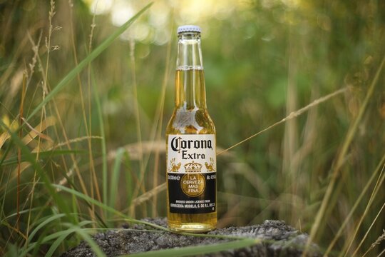 LVIV, UKRAINE - July 03, 2026: Corona beer in green grass