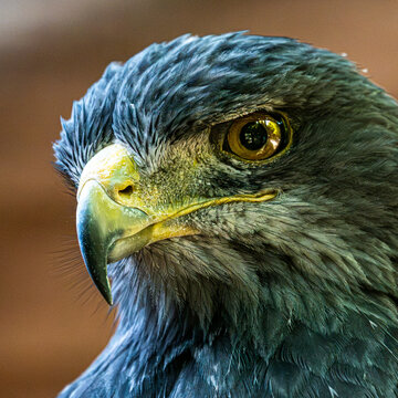 Black-chested buzzard-eagle head close up portrait