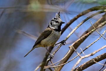Crested tit // Haubenmeise (Lophophanes cristatus) © bennytrapp