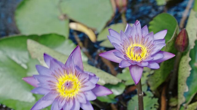 Blooming waterlily flower in pond water. Lilies flower in nature. Summer nature. Bright purple flowering lily in tropical waters. Flower of Nymphaea waterlily. Flowering Nymphaea lily. Lily blossom