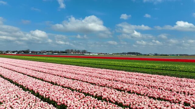 Aerial view of vibrant rows of colorful tulips in full bloom under a bright blue sky in Lisse, South Holland, Netherlands.