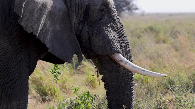 Arusha, Tanzania - 23 June 2026 - Elehant in the Serengeti National Park