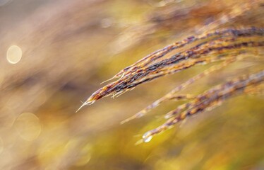 Zbliżenie na kłosy ozdobnej trawy (Poaceae) pokryte poranną rosą. Ciepłe promienie wschodzącego słońca i malarskie rozmycie tła.