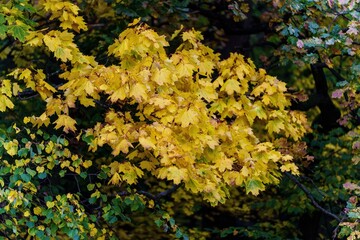 Gęste, żółte korony drzew klonowych (Acer) w szczytowym okresie jesieni. Malowniczy widok na jesienny park i zmieniający się krajobraz przyrodniczy. © Henryk Niestrój