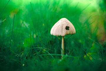 Drobny grzyb kapeluszowy (Fungi) z dziurką w kapeluszu pośród soczystej zieleni trawy. Naturalny kadr leśny o miękkim rozmyciu tła i żywej kolorystyce. © Henryk Niestrój