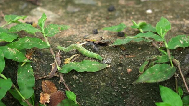 Close up shot of green caterpillar crawling on ground near plants in garden. Green caterpillar larva crawling on stone path outdoors near wild green plant. green insect caterpillar moving on ground. 