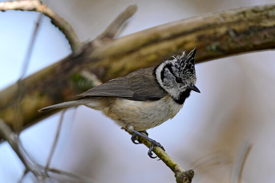 Crested tit // Haubenmeise (Lophophanes cristatus)