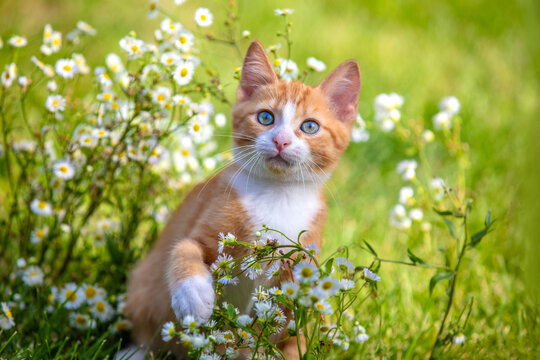 A portrait of a cute red and white small kitten in flower lawn in summer