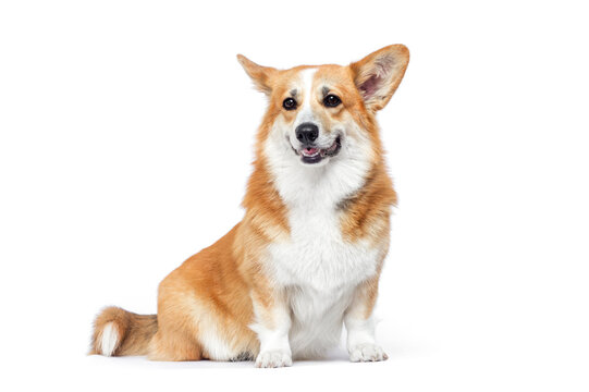Full length portrait of a sitting Pembroke Welsh Corgi dog.