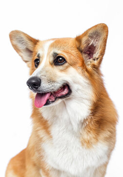 Portrait of an attentive Pembroke Welsh Corgi looking left.