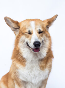 Funny Pembroke Welsh Corgi dog with closed eyes.