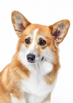 Serious portrait of a beautiful Pembroke Welsh Corgi dog.