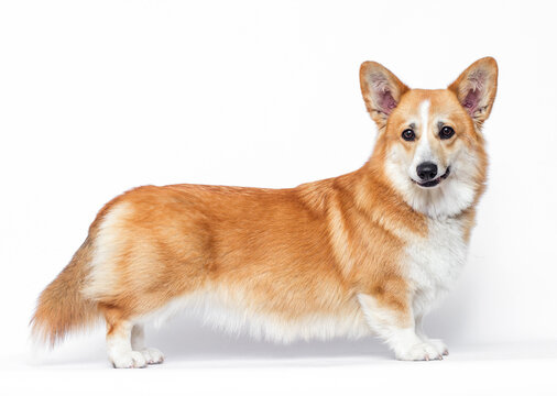 Pembroke Welsh Corgi dog standing side view on white.