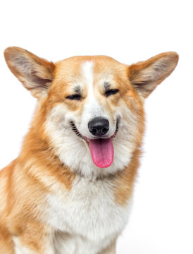 Laughing Pembroke Welsh Corgi dog with a big smile.