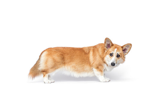 Pembroke Welsh Corgi standing and looking back over shoulder.