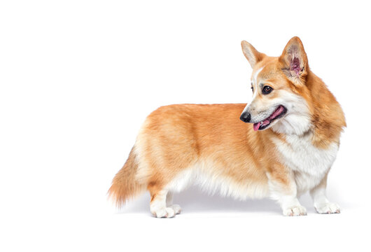 Active Pembroke Welsh Corgi standing and looking away.