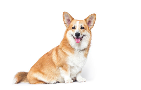 Happy Pembroke Welsh Corgi sitting and looking at camera.