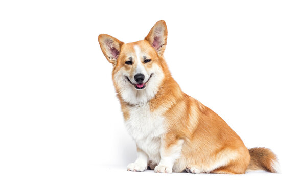 Smiling Pembroke Welsh Corgi with copy space for pet group.