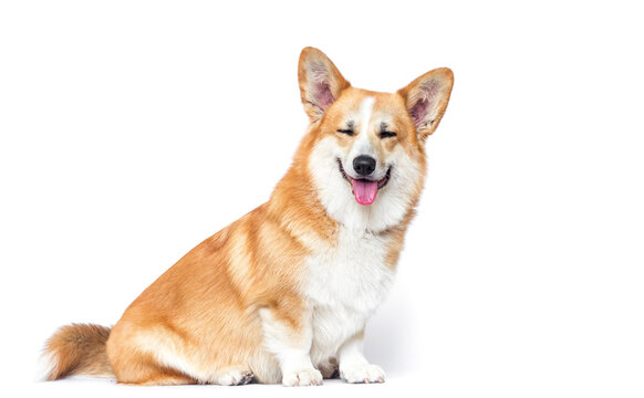 Laughing Pembroke Welsh Corgi beside copy space for pets.