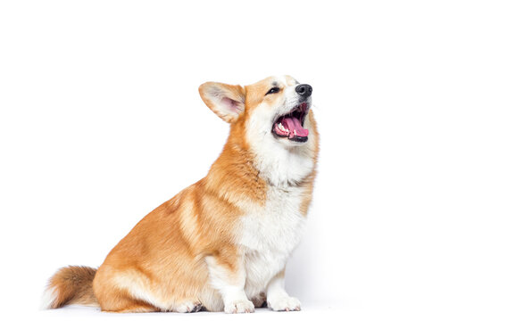 Barking Pembroke Welsh Corgi interacting with empty space.