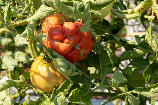 Imperfect Montserrat tomato growing naturally in an organic vegetable garden in Catalonia, Spain