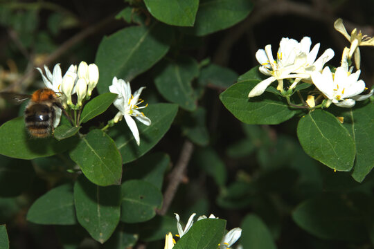 Heckenkirsche, Ruprechts Heckenkirsche,  Lonicera ruprechtiana,  Bl&uuml;tenknospen, Bl&uuml;ten,  Zweig mit Bl&auml;ttern, Strauchausschnitt