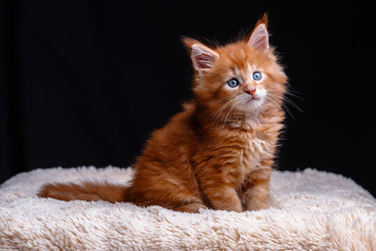 Cute fluffy ginger maine coon kitten with bright blue eyes sitting on soft beige blanket against black background in studio light with copy space for animal and pet themes