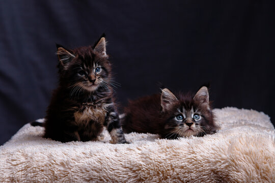 Two cute fluffy dark maine coon kittens with bright blue eyes sitting and lying on soft beige blanket against dark background in studio light for animal and pet themes
