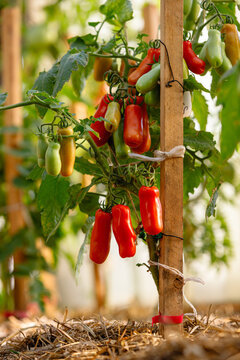 Vertical shot of tomato plant with red yellow and green fruits tied to wooden stake in garden with straw mulch on soil creating organic farming and healthy food concept