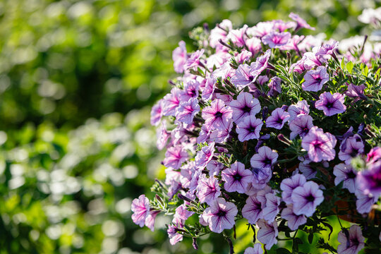 Beautiful cluster of purple petunia flowers with dark centers blooms in hanging basket with green foliage and soft bokeh background in bright natural sunlight for garden design