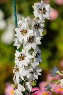 Vertical closeup of white delphinium flowers with dark centers blooming on a stem against soft green and pink bokeh background in natural sunlight for floral design concepts