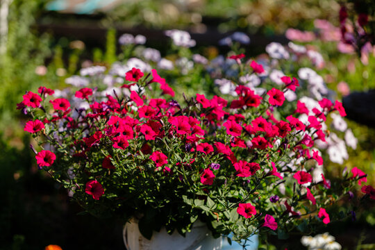 Bright red petunia flowers blooming in a white pot with green foliage and soft colorful bokeh background in a sunny garden creating a vibrant summer floral scene for design