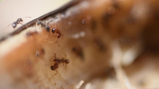 Close up macro sequence of red ants crawling on textured brown surface with warm natural light