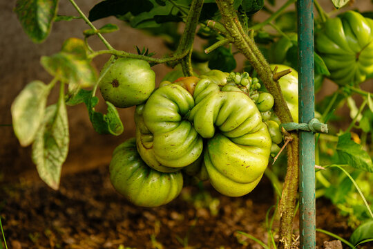 Green heirloom tomatoes growing on a vine with ribbed texture. Stake tied with string on right. Leaves show yellowing spots indicating organic growth in soil