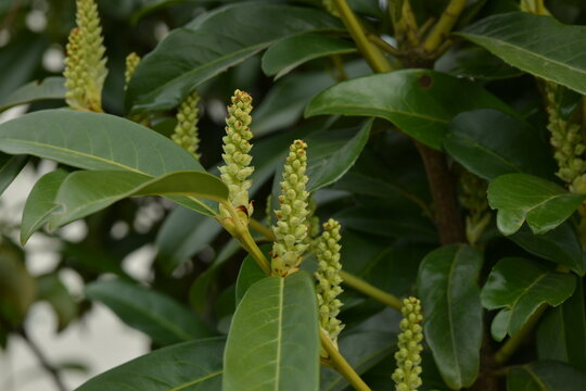 Lorbeerkirsche,  Prunus laurocerasus