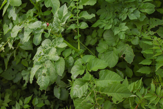 Colorado potato beetle on potato plant leaves in a vegetable garden