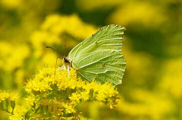 butterfly on yellow flower © Rmj