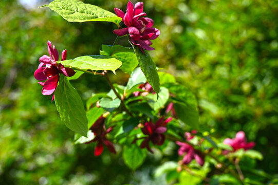 Chinesischer Wachsstrauch, Gew&uuml;rzstrauch, Sinocalycanthus raulstonii, Calycanthus x raulstonii, Hartlage Wine, Bl&uuml;te