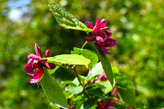 Chinesischer Wachsstrauch, Gew&uuml;rzstrauch, Sinocalycanthus raulstonii, Calycanthus x raulstonii, Hartlage Wine, Bl&uuml;te