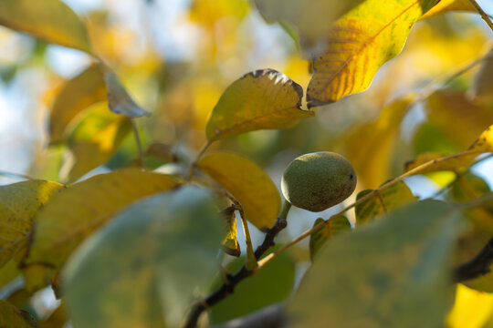 Close-up shot of a single green walnut in its husk growing on a tree branch, surrounded by golden autumn foliage and soft sunlight. Highlighting natural crop ripening, seasonal agriculture, raw organi
