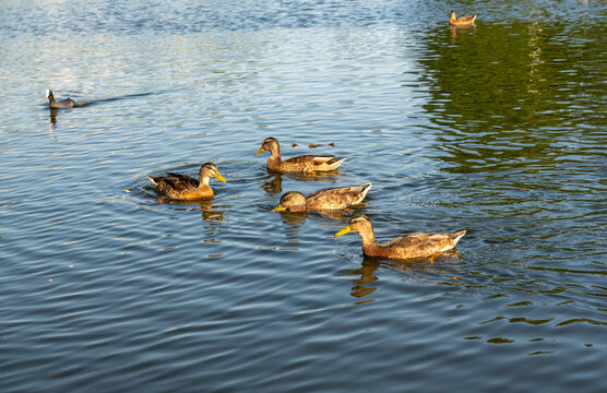 Group of wild mallard ducks anas platyrhynchos swimming together on blue water surface of lake pond or river at city park on sunny summer day beautiful waterbirds in natural habitat environment scenic