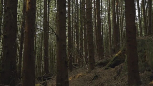 Tall Tree Trunks in Dense Moody Coniferous Forest on Vancouver Island