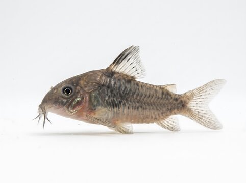 A small Corydoras catfish isolated on a clean white background.