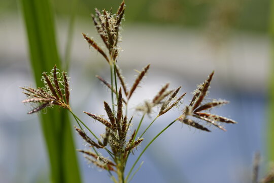 Hohe Zypergras, Cyperus longus,  Habitus,  Pflanzen mit  Bl&uuml;tenst&auml;nden, Samenst&auml;nden