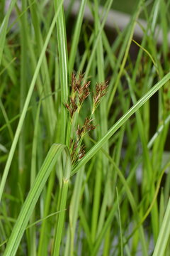 Hohe Zypergras, Cyperus longus,  Habitus,  Pflanzen mit  Bl&uuml;tenst&auml;nden, Samenst&auml;nden