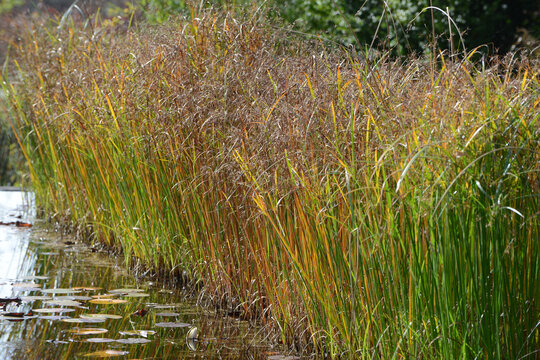 Hohe Zypergras, Cyperus longus,  Habitus, Pflanzen in der Herbstf&auml;rbung an einem kleinen Teich im Oktober