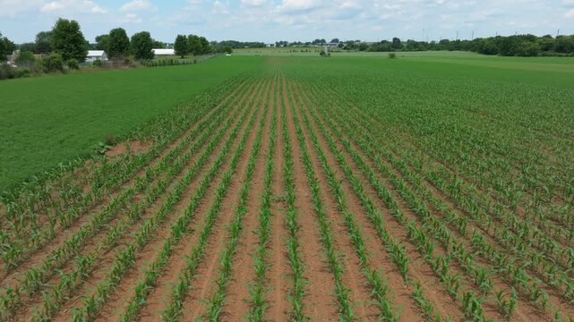 Rows of growing crops are shown on a farm under a clear sky. The field is green and healthy. The crops stand in even lines, with soil visible between the rows.
