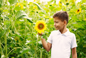 Profile portrait of a boy standing in a sunflower field and looking at a blooming yellow flower. Concept of curiosity, discovering nature, summer vacation and agriculture. © Aigul Sabirova