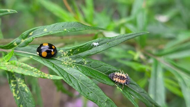Detailed video of a ladybug preying on aphids on plant leaves. Natural balance and plant protection. Video of natural insect interaction: predatory ladybug on an infested plant.