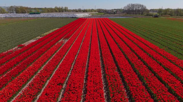 Aerial view video clip showcasing long parallel rows of vibrant red tulips in full bloom on a Dutch flower farm with green fields and clear blue sky on a sunny spring day